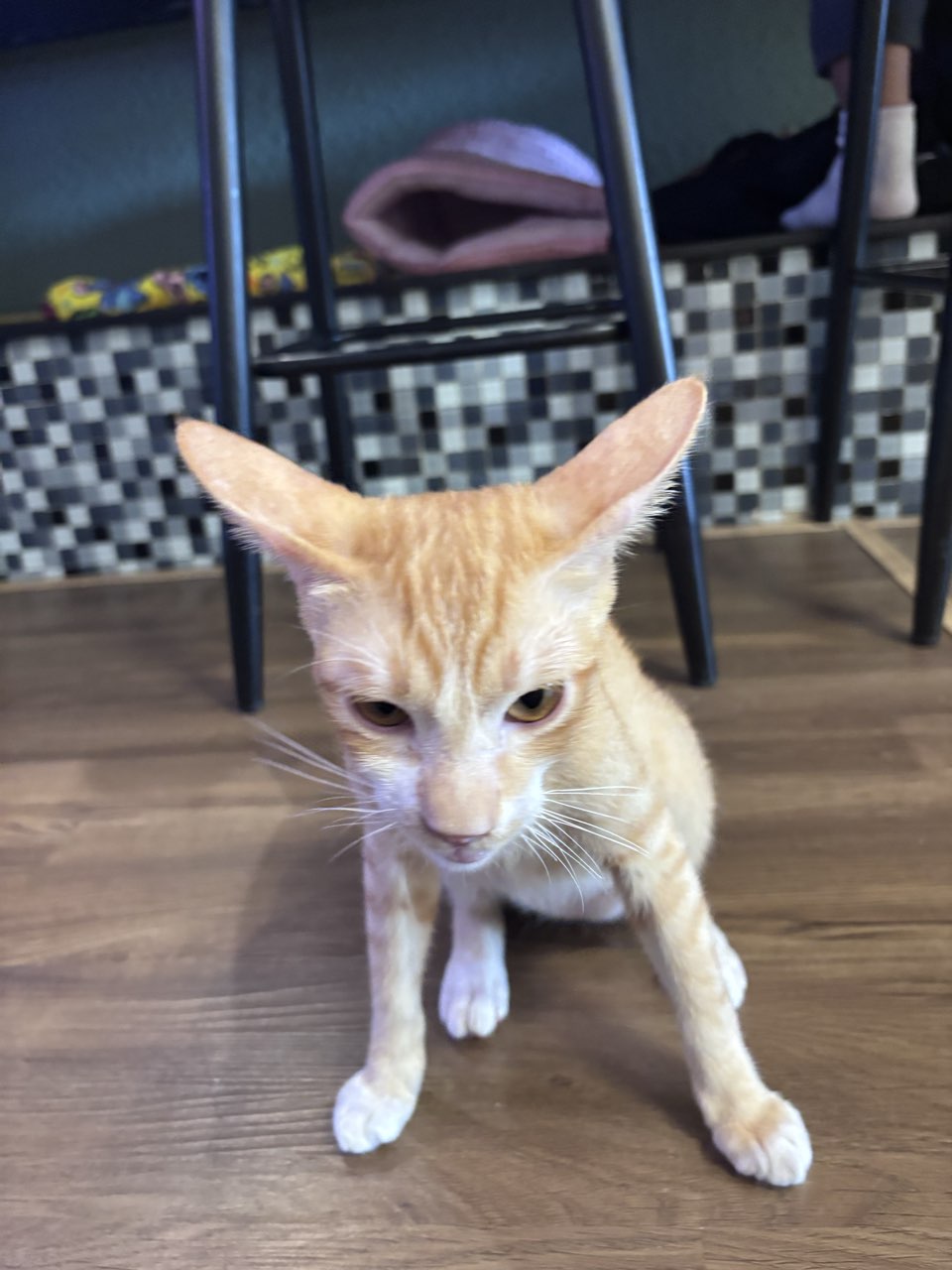 Koi nhỏ