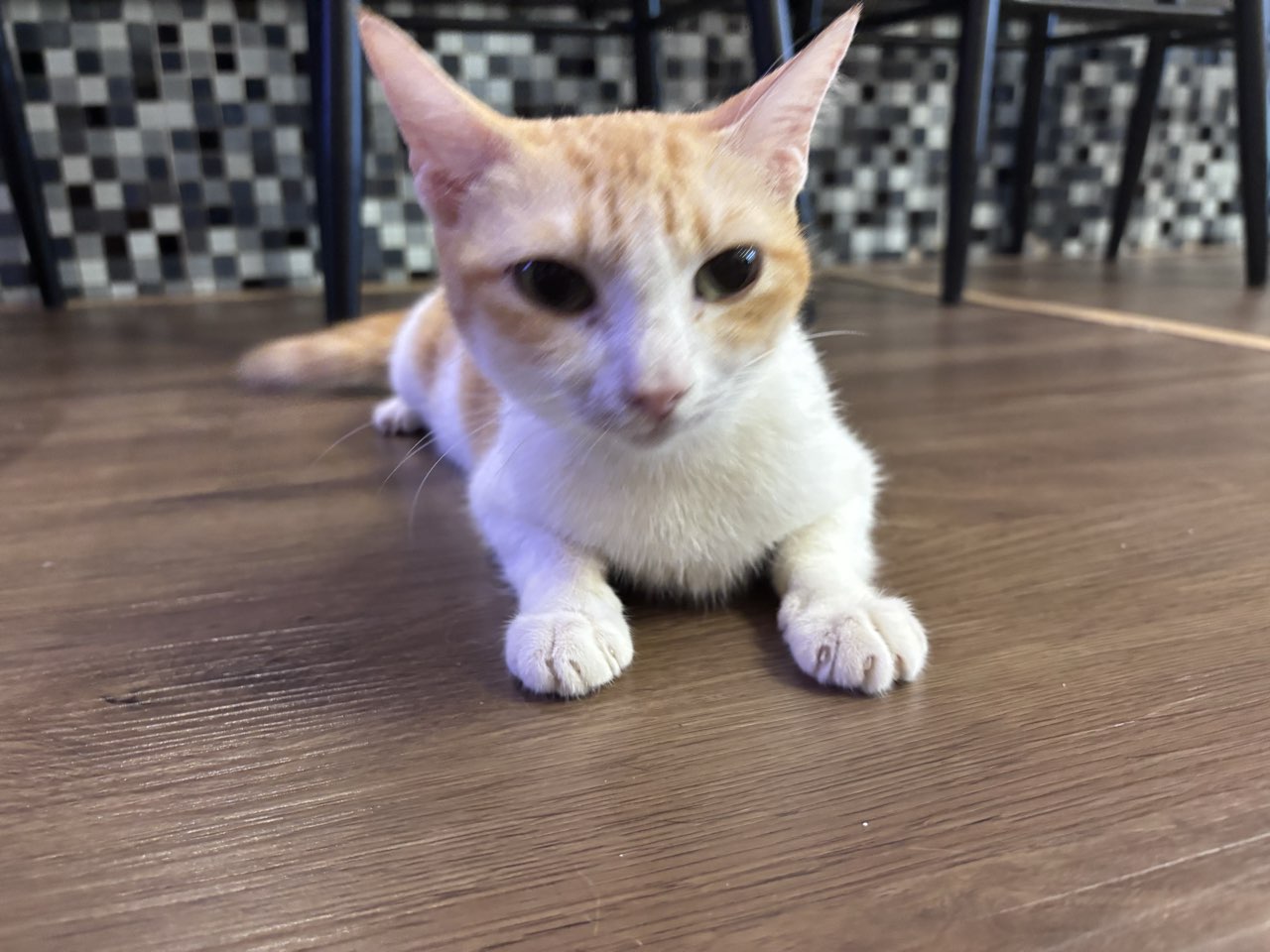 Ruồi